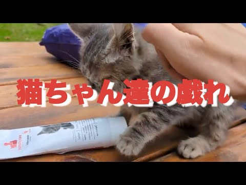 可愛い猫ちゃん達の戯れ #猫 #cat #thankyou