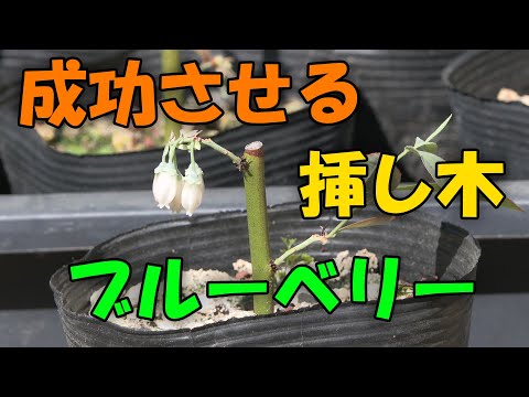 【ブルーベリー】成功させる挿し木 ブルーベリー