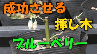 【ブルーベリー】成功させる挿し木 ブルーベリー