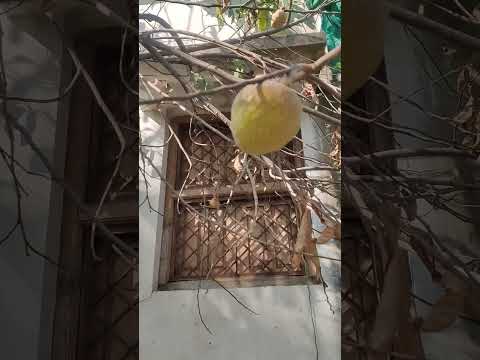 Guess the name of the fruit. #shorts #farming #trending #youtubeshorts .