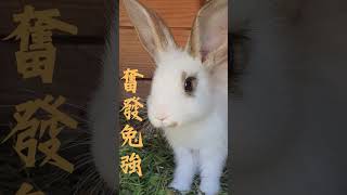 🧧兔年吉祥話🧧Happy Chinese New Year |  Year of the Rabbit