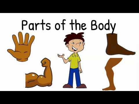 Parts of the Body Pt 2 | Educational Video for Kids | Preschool | Kindergarten