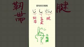 【30秒で試験対策！密性結合組織の語呂合わせ】柔道整復師・鍼灸師・あん摩マッサージ指圧師