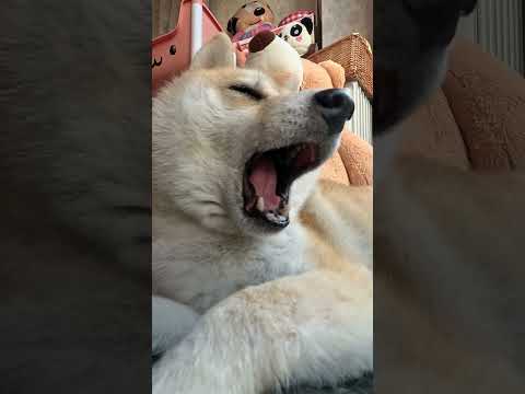 あくび留奈ちゃん【介助犬と桃にゃん】 #柴犬介助犬 #介助犬るな #介助犬と桃にゃん #介助犬 #dog #doglover #cutedog #柴犬