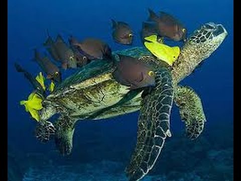 Sea Turtles Documentary HD - Nature Turtles & Tortoises