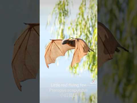 Little red flying fox 小红狐蝠