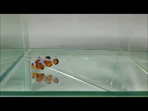 人工焦糖達芬奇小丑Caramel Davinci Clownfish （Captive-Bred）use1k