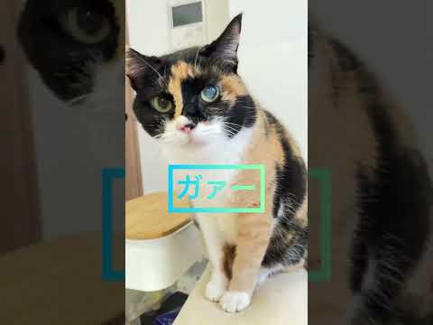 たまに猫動画Vor2　これって？ #Shorts