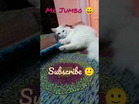 Mr Jumbo 😄 #shorts #youtubeshorts #trending #reels #viral #cat #funny #funnyshorts #naughty #kitten