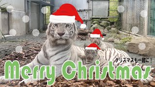 【 Merry Christmas】【12月25日後半】クリスマスを過ぎればアッという間に年末ですよ！配信ばかり見てないでちゃんと年越しの準備をしましょう♪そんなあなたへシロップファミリーライブ配信