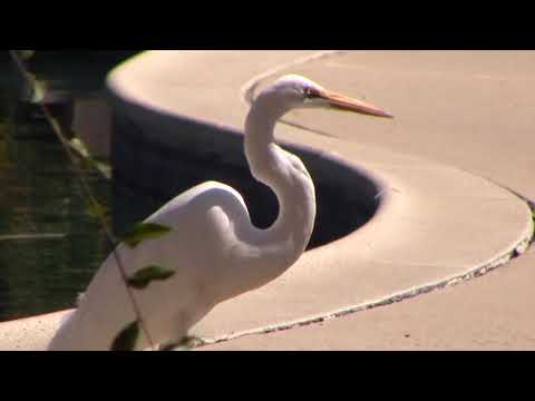 Great Egret Stalks Prey