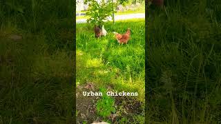 Urban Chickens