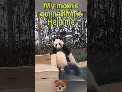 🐼My mom's gonna hit me. Help me #panda #animals #cute #funny #fubao #pets #cutepanda