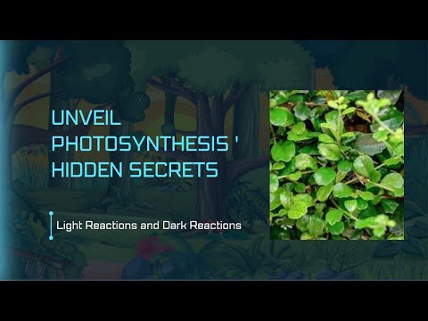 Unveil the Photosynthesis' Hidden Secret #photosynthesis #lightreaction #darkreaction