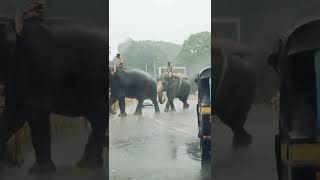 Dasara 2022 #elephant #dasara #india #mysore #mysoredasara #mysorepalace #nature #animal #abhimanyu