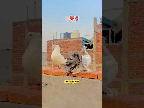 fancy pigeon breed \\ #ytshorts #viral #kingflyingpigeons #viralvideo #fancypigeon #shorts