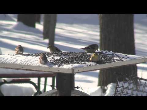 Bird TV 2011