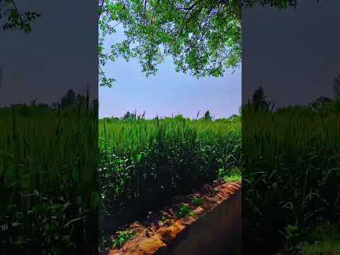 #music #artist #love farming states WhatsApp status