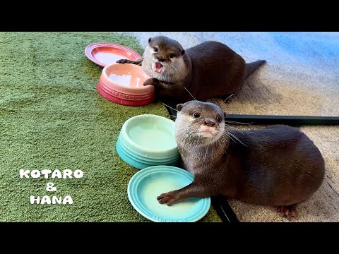 Dieting Otters Demand Food for Their Empty Bowls