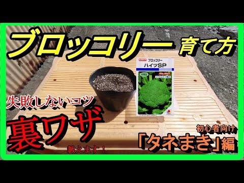 【ブロッコリーの育て方】初心者でも大丈夫！誰でも出来るやり方【失敗しない！成功するコツ・裏技もご紹介します！】