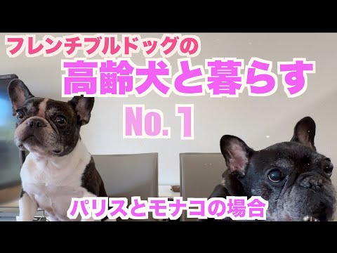 高齢のフレンチブルドッグと暮らす  【 フレンチブルドッグ french_bulldog 】頑張ってるダイク君