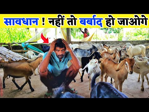 सावधान ! नहीं तो बकरी पालन में बर्बाद हो जाओगे | Goat farming in india