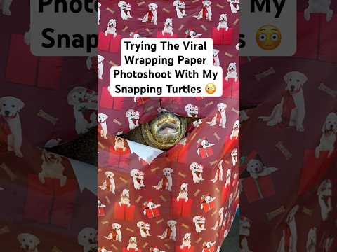 Trying The Viral Wrapping Paper Photoshoot With My Snapping Turtles 😳🐢🎁#shorts #pets