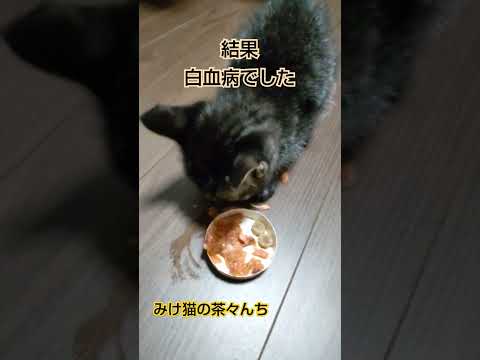 子猫を子どもが保護してきました　#cute #子猫 #キジトラ