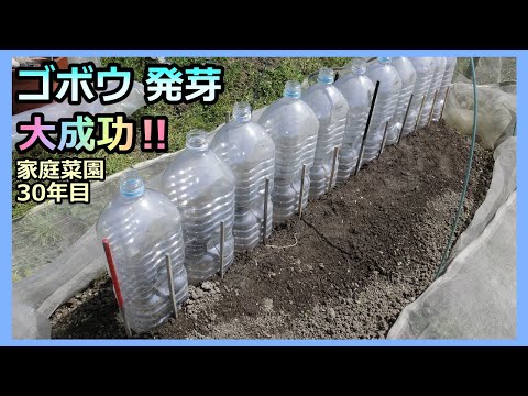 【ゴボウ 種まき～発芽】ペットボトルで大成功 家庭菜園30年目