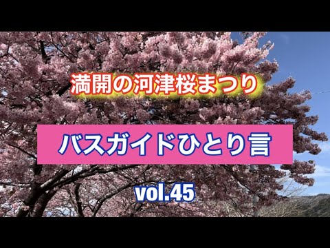 バスガイドひとり言 vol.45 満開の河津桜まつり