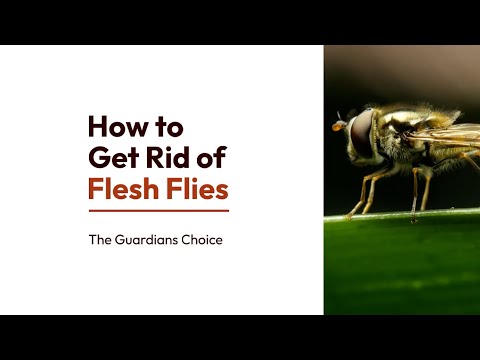 15 Steps to Get Rid of Flesh Flies | How to Get Rid of Flesh Flies | The Guardian's Choice