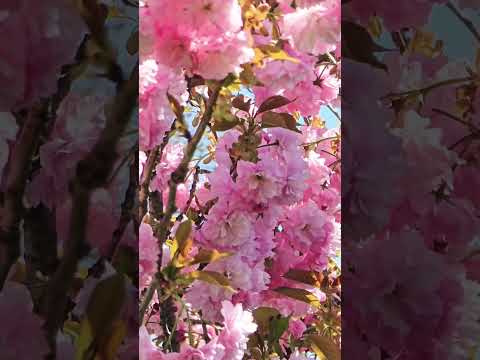 double pink blooms #ytshorts #usavlogs #ytshortsviral #india #flowers #blooms #viral #doublepink