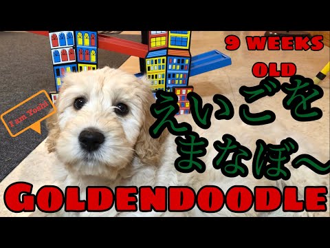 かわいい子犬と英語を学ぼう/Learning Japanese Hiragana with Yoshi the Goldendoodle