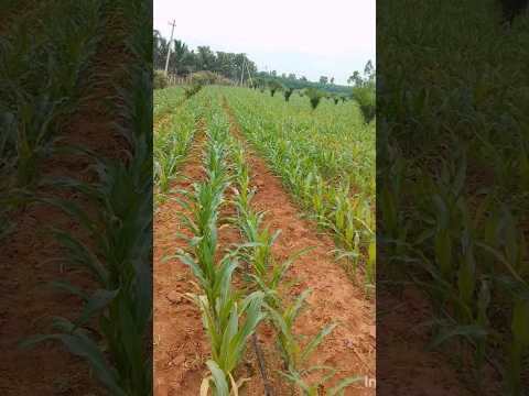 Yevasaya raithu dinotsavam special video