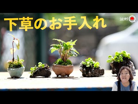 How to take care of undergrowth! Let's enjoy plant bonsai [Bonsai Q]