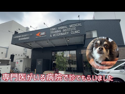 【僧帽弁閉鎖不全症】保護犬リンちゃんの心臓病を専門医がいる大阪病院で細かく検査してもらいました