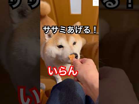 食べない‼️イモしか食べないイモ大好きな柴犬😂　#柴犬　#犬　#おもしろ #犬のいる暮らし #かわいい犬