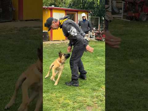 Spinning for Dog Training making it fun. #shorts #malinoispuppy #puppy