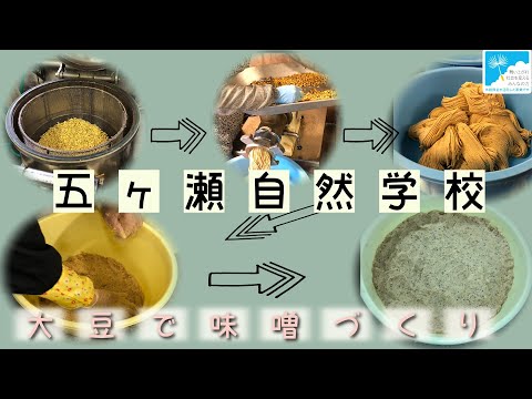 宮崎県五ヶ瀬産みさを大豆で味噌作り