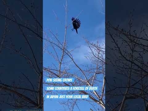 Seeing Crows: Superstition vs. Nature