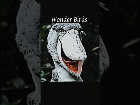 Wonder Birds with wonder voice #birds #sigmatrolls #shorts