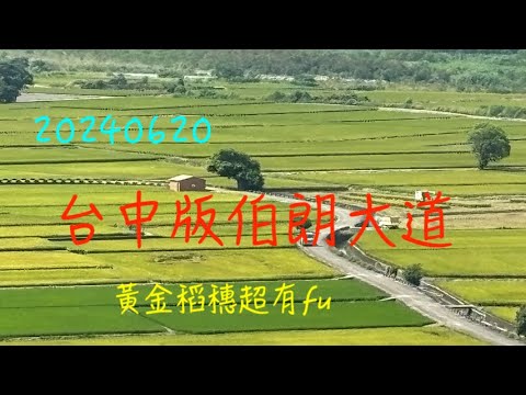 萬ㄟeye台灣20240620台中版伯朗大道/外埔忘憂谷/黃金稻穗   4K