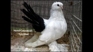 Fancy Pigeon Breeds N-O, Rassetauben in Englisch mit N - O