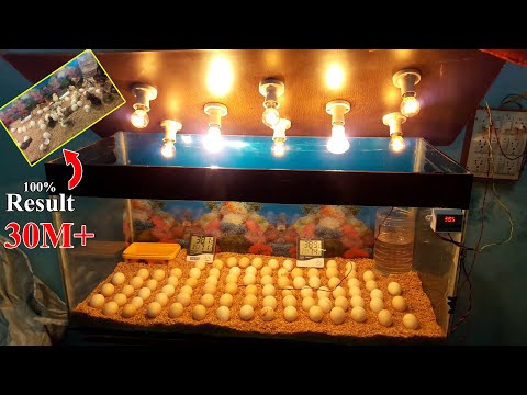 CHICKS HATCHING IN GLASS CONTAINER | BEST INCUBATOR FOR CHICKEN EGGS | DIY | YOU CAN DO THIS