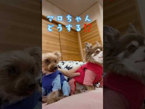 一日中どしゃぶり☔️退屈すぎるヨーキー君をなぐさめるチワワちゃん🐶💕🐶