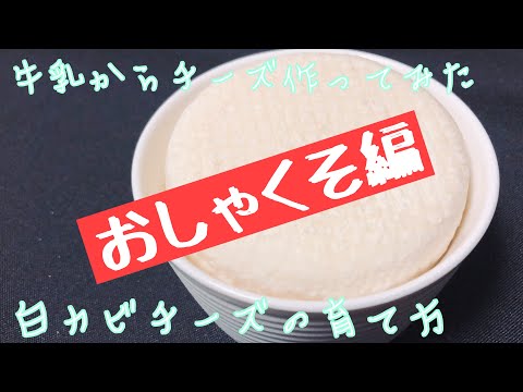 【おしゃくそ編】牛乳から白カビチーズ作ってみた