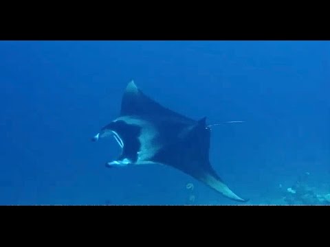 DIVING WITH RAYS AND FLOUNDERS AROUND THE WORLD   A 45 MINUTE UNDERWATER RELAXATION VIDEO 2nd