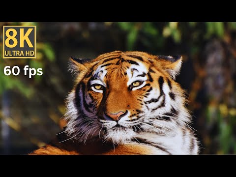 The Roaring Beauty of Tigers in Breathtaking 8K Ultra HD