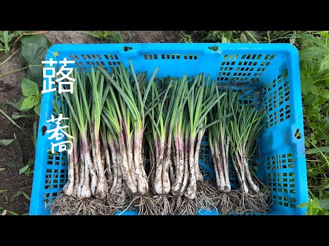 蕗蕎（蕎頭）收獲～百香果掛網