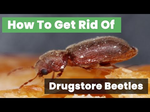 Take Control of Your Space: How to Get Rid of Drugstore Beetles Effectively!